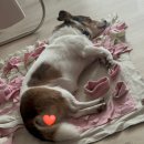 헬로우동물병원 이미지