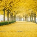 공*식 Daum카페
