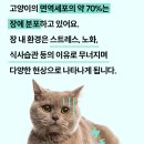 본아페티 | 고양이 변비 유산균 추천 본아페티 후기