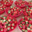 진서중학교 | 아이와 함께하는 체험 여행! 2026 진주딸기축제 총정리 🍓 체험·예약·꿀팁까지!