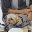 스테이 동물병원 이미지