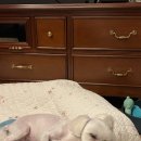 유니스펫살롱 이미지