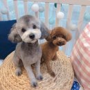 도그살롱바른핏 이미지