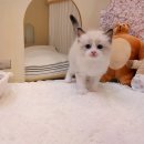 퍼스트독앤캣 | 왕십리고양이분양 어디서? 요미독앤캣 방문 후기!