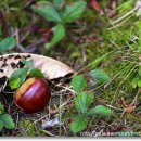 밤나무골 이미지