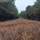 곰솔주단 이미지