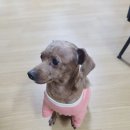 하군이네 동물병원 이미지