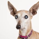 도그플러스 동물병원 이미지