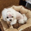 갱스터 도그 이미지