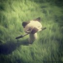 강아지 친구 이미지