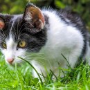 운정호수동물메디칼센터 이미지