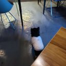 차돌로 | 구디술집 장스주방 차돌육사시미삼합 시그니처 메뉴 후기