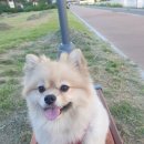 원애견&뭉까두까 이미지