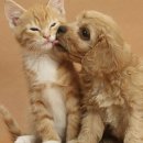 개와고양이 이미지