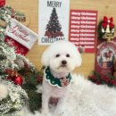 댕댕살롱 | 구래동 애견미용실 추천, 댕댕살롱앤스파