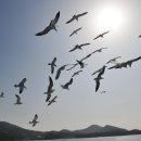 까멜리아 이미지