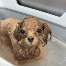 하떼하떼 이미지