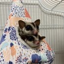 로던트 클럽 이미지