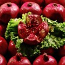 석류애견 이미지