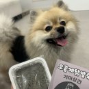 기미상견 펫푸드전문학원 | 강아지죽 강아지보양식 추천! 장건강에 좋은 기미상견 강아지수제간식 솔직후기