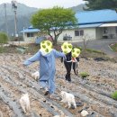 강원도 홍천 미백찰옥수수 산지직송 이미지