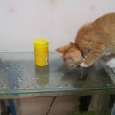 묵이네 냥이 이미지