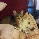 멍꿀개꿀 이미지