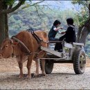소달구지 - 북구 북문대로242번길 7 | 소달구지