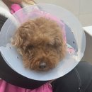 O.K 동물병원 | [호두일기]유선종양수술기 part.2 수술당일 일기(푸들/유선종양/강아지종양/중성화/노령견유선종양...