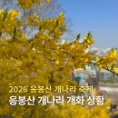 번성공영주차장 | 2026 응봉산 개나리 축제 가는 길, 주차, 실시간 개화상황