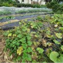 보신농장 이미지