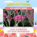 🌸2025 섬 홍매화축제 신안 임자도 튤립홍매화정원