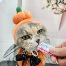 잔다냥 성남점 이미지