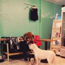 (주)아이펫 이미지