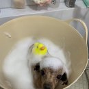 멍멍이 미장원 이미지