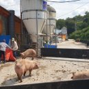 근정농장 이미지