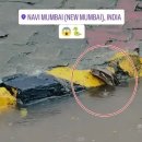 아스테리어 이미지