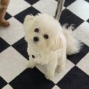블루하트 | [내돈내산] 강아지 인식표 추천 🐶 멍파니 써지컬 블루 하트 볼체인 S 사이즈 실물 후기 💖
