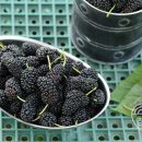 설산농장2 이미지