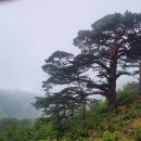 (주)금강송