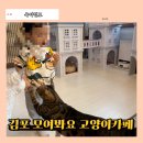 모여봐요 고양이 카페 이미지