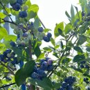 내리농장 이미지