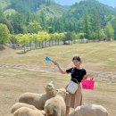 알프스애견 이미지