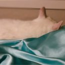 개꿈꾸는 고양이 이미지