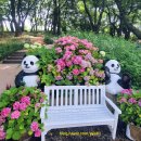 창3 초안산 근린공원(3) | 서울 노원 무료 수국 명소 초안산 수국동산 개화 현황 주차 정보 후기
