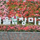 장미길 이미지
