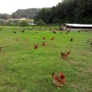 행복한닭농장 이미지