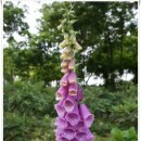 옥산리 매표소 | [20090614]경기도 용인의 한택식물원과 안성 죽산의 용설저수지 - 2부