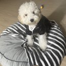 그루멍실 네이버블로그
