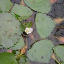 삼지연못 이미지